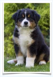 As a result, they absolutely love their people and will create lots of exciting playtime with older children. Australian Shepherd Puppies For Sale Dog Breed