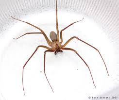 The Brown Recluse Spider Facts