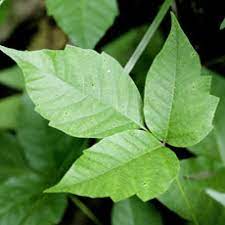 poison ivy oak and sumac medlineplus
