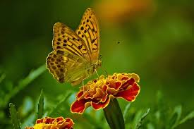 Image result for free pictures of butterflies