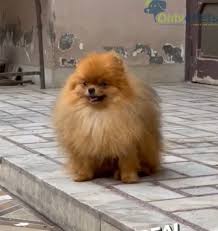 king tom real toypom open for stud in