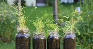 How To Grow Fairy Carrots In Jars
