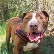 Just how much of this rhetoric is two prominent breeds go into the mix to create these dogs, but it is not certain exactly which breeds were used. Miles Medium Male American Staffordshire Terrier Mix Dog In Nsw Petrescue