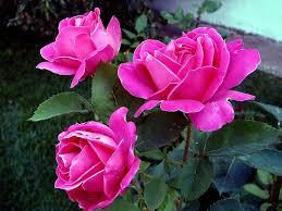 Flowers Pink Roses New Flowerbed Nature