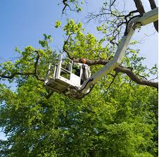 We offer a custom approach to tree removal guaranteed to match your needs and budget. Tree Removal Tree Service Alpharetta Georgia Tree Company