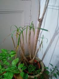 Then, either plant your cutting in some soil or place it in a nice vase filled with fresh water. Ask A Question Forum Soft Stem Or Trunk Garden Org