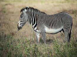 They usually live in treeless grasslands and savanna woodlands and are absent from deserts, rainforests, and wetlands. Kenyans Go Hi Tech To Save Endangered Grevy S Zebra The Independent The Independent