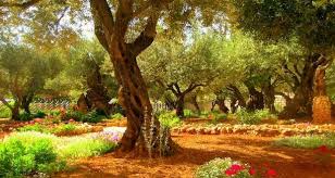 biblical israel garden of gethsemane