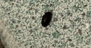 carpet beetle pest control canada