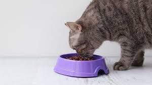 Looking for 2014 coupons for earthborn grain free cat food. Cat Food Recipes Earthborn Holistic Pet Food
