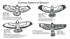 Raptors Of Missouri Missouris Natural Heritage