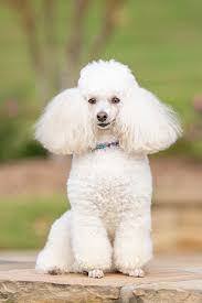 poodles one of the most por breeds