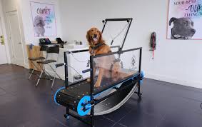 utah s dog treadmill exercise options