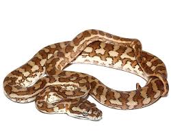 caramel carpet python upriva