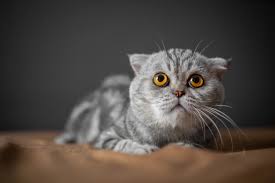 So Cute Of Scottish Fold Cat Photo Premium Download