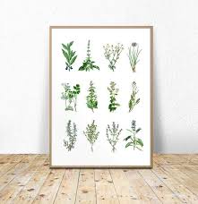 Kitchen Herbs Chart Herbs And Spices Printable Herbs And Spices Chart Kitchen Herbs Poster Kitchen Food Print Botanical Chart 16x20