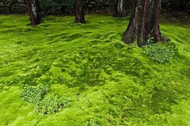 How To Grow And Care For A Moss Lawn