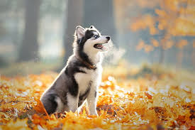 Only the best hd background pictures. Hd Wallpaper Dogs Siberian Husky Baby Animal Depth Of Field Leaf Pet Wallpaper Flare
