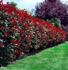 Need outdoor boxwood hedge fence for decoration? Top 10 Beautiful Plants You Can Grow Instead Of A Fence Page 2 Of 3 Top Inspired Garden Hedges Plants Fence Plants
