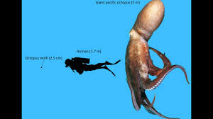 octopus size comparison you