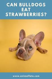 Many cats do not love eating fruits and this is good for their health. Can Bulldogs Eat Strawberries Not The Green Top Animalfate