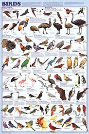 Amazon Com Laminated Birds Educational Animal Chart Poster