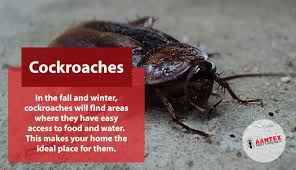 diy ways to get rid of roaches in your