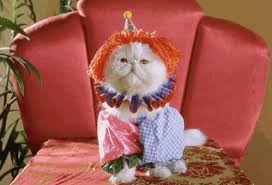 Image result for cats in funny fashion