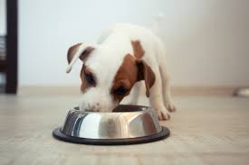 How Much How Often To Feed Your Puppy Dog Hills Pet