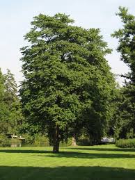 19 most common trees in pennsylvania