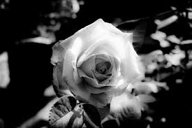 grayscale photo of rose flower free
