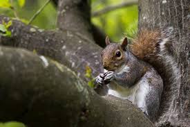 Squirrels Catseye Pest Control