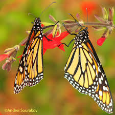 Monarch Butterfly Danaus Plexippus Linnaeus