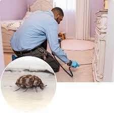 carpet beetle extermination insight