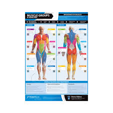 Posterfit Muscle Groups And Exercises Chart