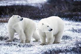 D'où ça vient les ours polaires ? - euradio — Animons l'Europe !