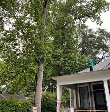 Regardless of the reasons to remove trees from your property, we take your decision as final. Tree Service Lawrenceville Most Trusted Tree Removal In Lawrenceville Ga Tree Trimming Pruning Southern Star Tree Service