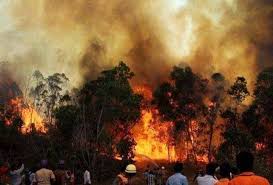 Image result for Theni Forest Fire