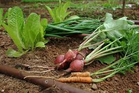Grow Vegetables In The Right Season