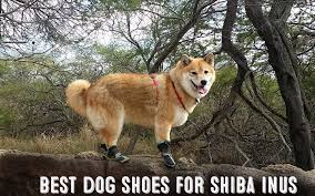 Best Dog Shoes For Shiba Inus My First Shiba Inu
