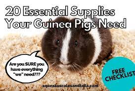 20 essential supplies for guinea pigs