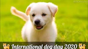 Both have provided services and companionship to humans for many centuries. Happy International Dog Day 2020 International Dog S Day 2020 Btechvlogs Youtube