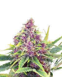 Berry pie for any season. Blueberry Kush Feminized Cannabis Seeds Buy Cannabis Seeds For Sale Growers Choice Cannabis Seeds