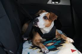 9 Best Dog Car Seats And Seat Belts For