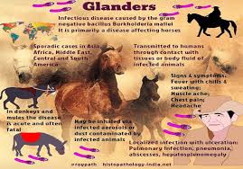 Image result for glanders in horses