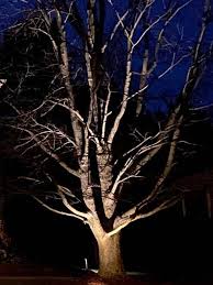 Landscape Lighting Accenting Trees