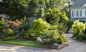 7 ways to use conifers in the garden