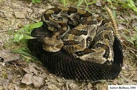 Lift your spirits with funny jokes, trending memes, entertaining gifs, inspiring stories, viral videos, and so much. Timber Rattlesnake Crotalus Horridus Indiana Herp Atlas