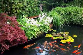 Koi Pond Plants To Add Beauty And