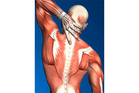 At the upper end of the backbone there is the skull. Muscle Spasms Shefford Osteopathic Clinic